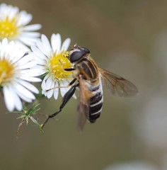 Helophilus eristaloidea