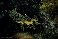 Phycodurus eques