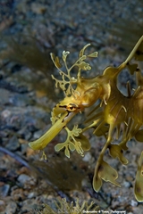 Phycodurus eques