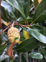Magnolia grandiflora