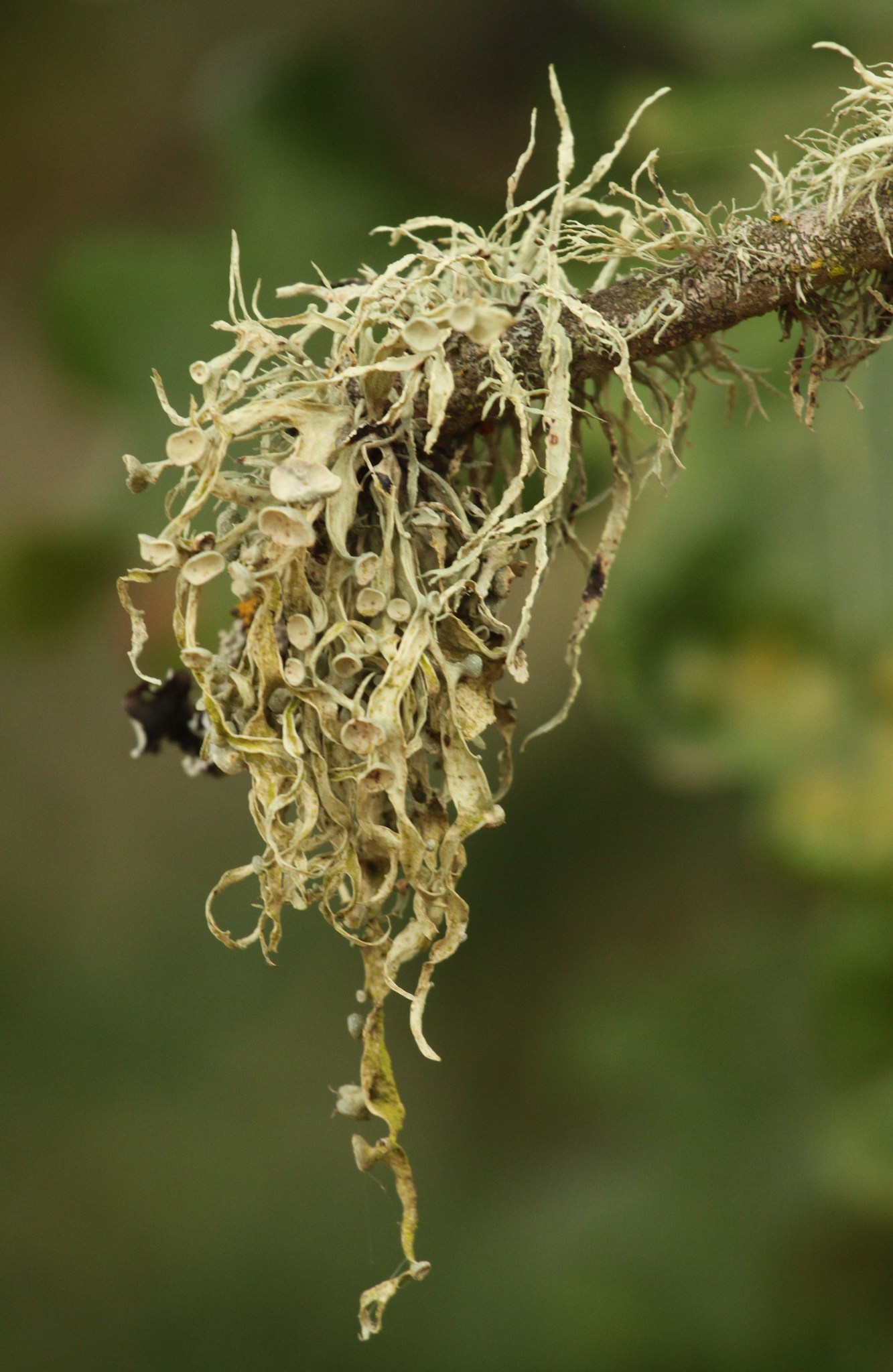 Ramalina image