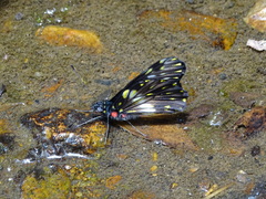 Catasticta sisamnus