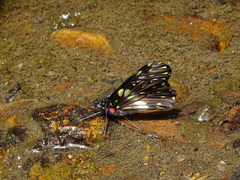 Catasticta sisamnus