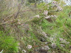 Erica perspicua perspicua