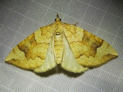 Eulithis populata