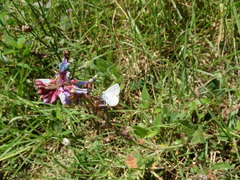 Hemiargus hanno