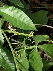 Paullinia pinnata