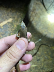 Sphenomorphus indicus