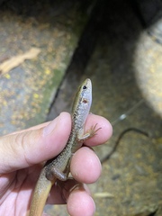 Sphenomorphus indicus