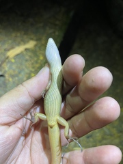 Sphenomorphus indicus