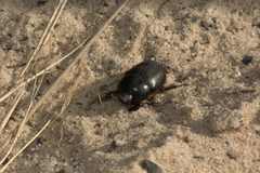 Temnorhynchus retusus