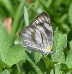 Appias libythea olferna