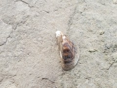 Dreissena polymorpha