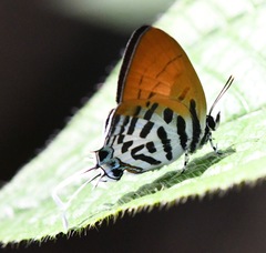 Drupadia ravindra moorei