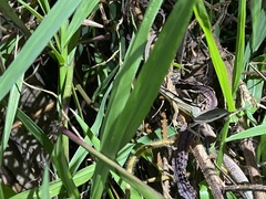 Takydromus stejnegeri