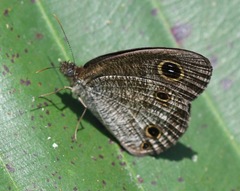Ypthima pandocus corticaria