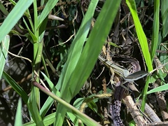 Takydromus stejnegeri