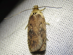 Agonopterix heracliana