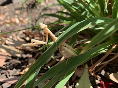 Mantidae