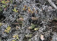 Duvalia caespitosa caespitosa