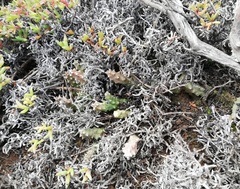 Duvalia caespitosa caespitosa