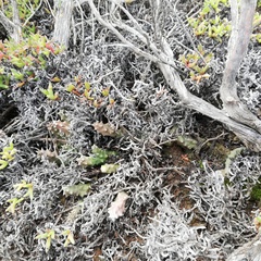 Duvalia caespitosa caespitosa