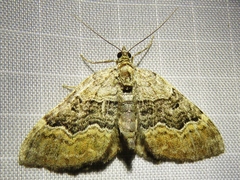 Xanthorhoe quadrifasiata