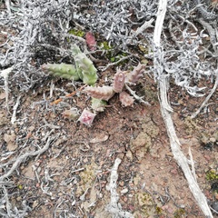 Duvalia caespitosa caespitosa