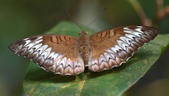 Euthalia monina monina