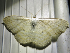 Scopula immutata
