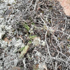 Duvalia caespitosa caespitosa