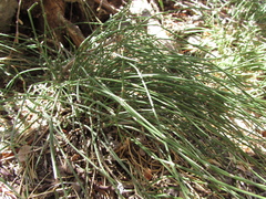 Ephedra equisetina