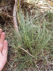 Ephedra equisetina