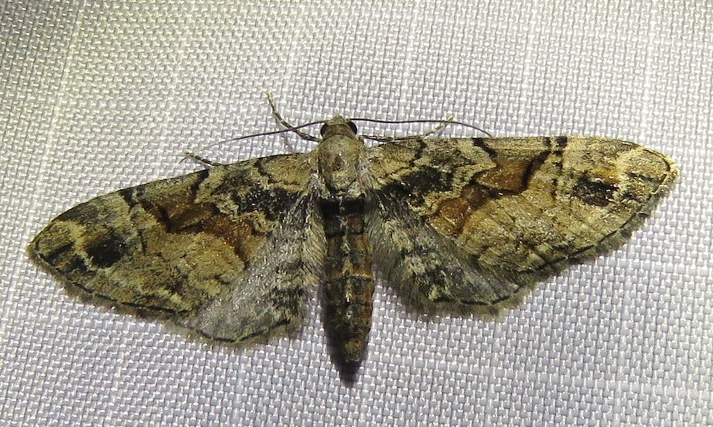 Goosefoot Pug