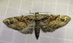 Eupithecia sinuosaria