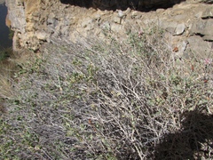 Atraphaxis frutescens