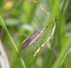 Darmistus subvittatus