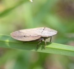 Prairiana