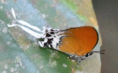 Eooxylides tharis distanti