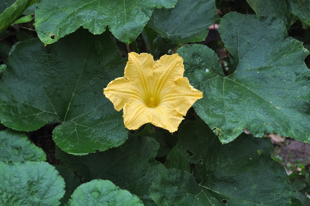 Cucurbita maxima