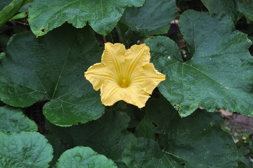 Cucurbita maxima