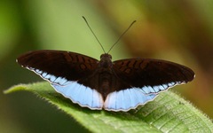 Tanaecia iapis puseda
