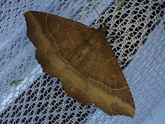 Arytrura musculus
