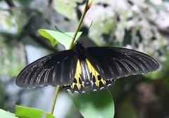 Troides helena cerberus