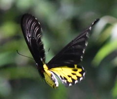 Troides helena cerberus