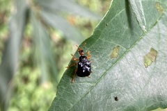 Agomadaranus pardaloides