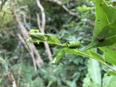 Agomadaranus pardaloides