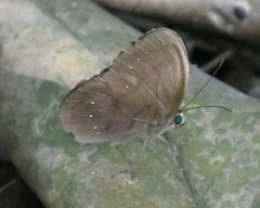 Faunis canens arcesilas