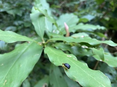 Agomadaranus pardaloides
