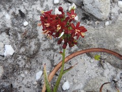 Codonorhiza micrantha